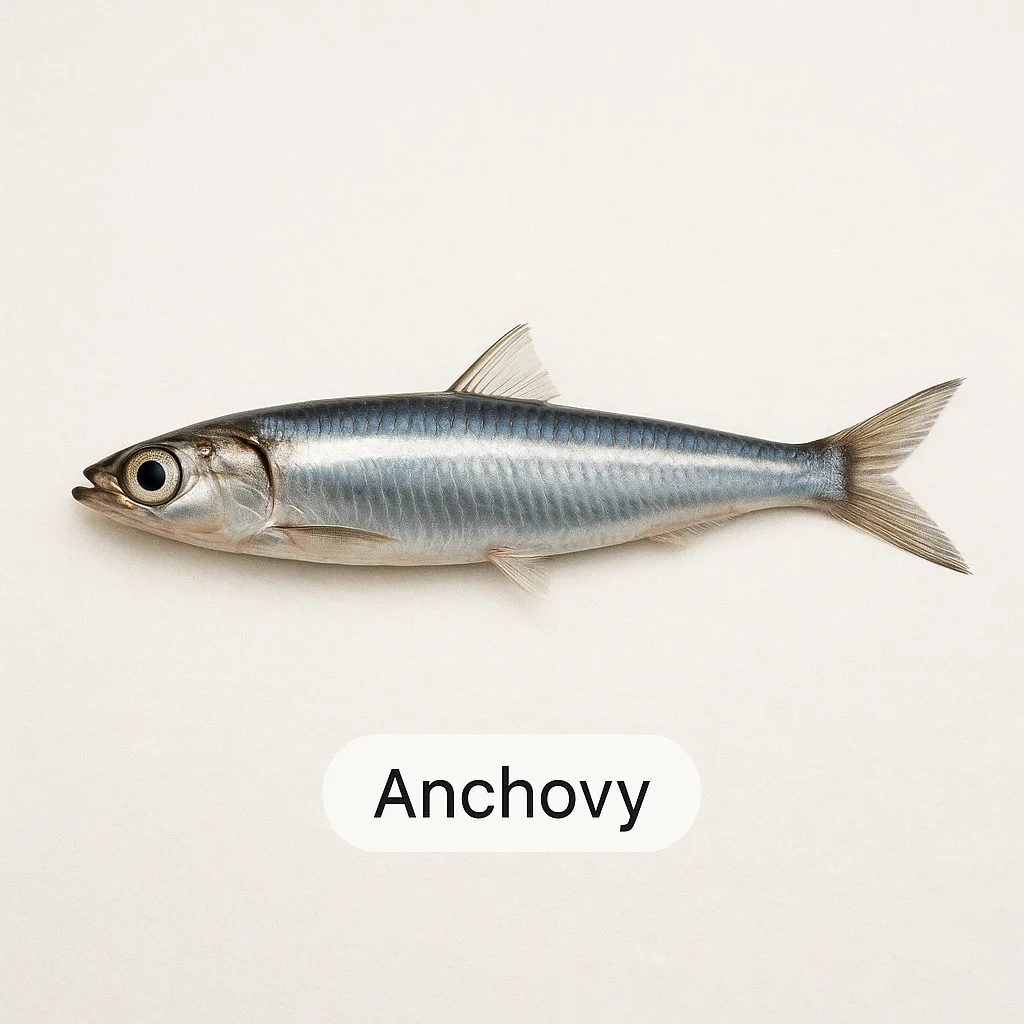 Anchovy