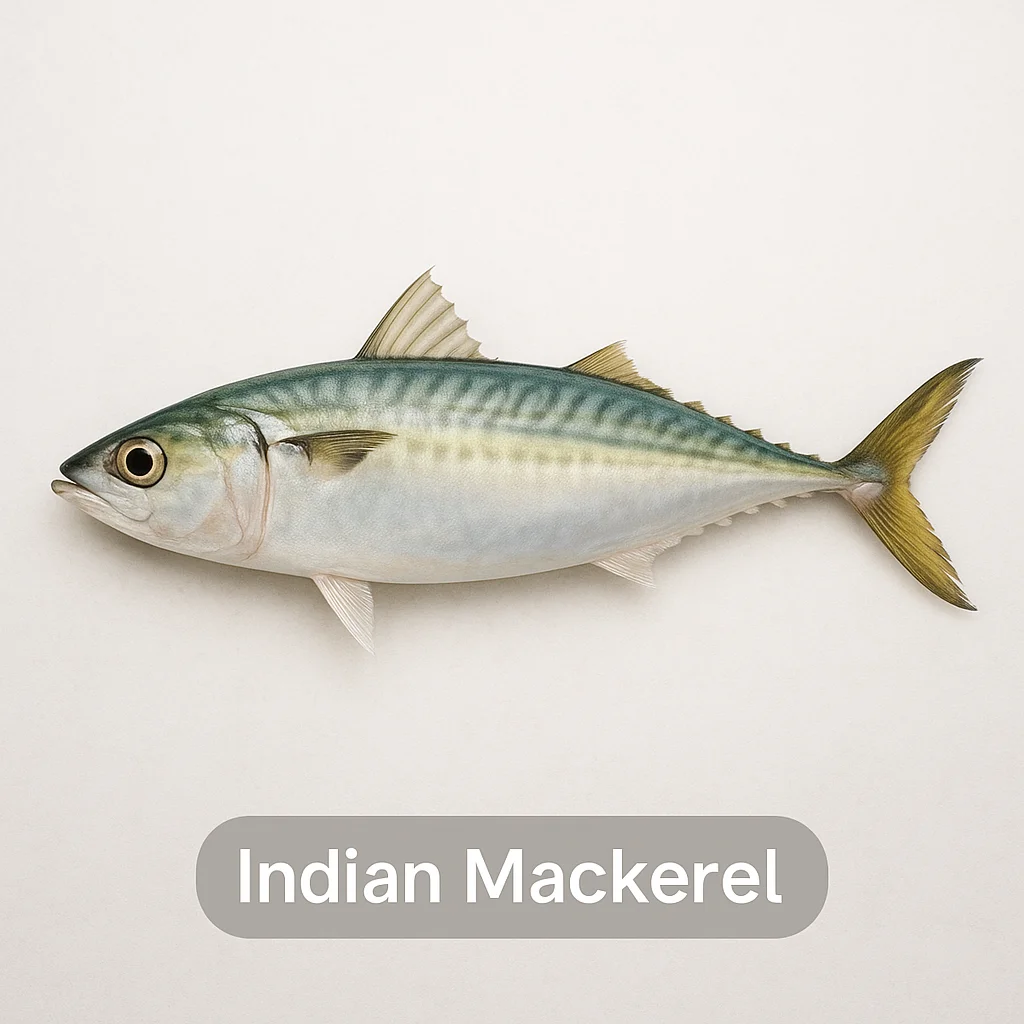 Indian Mackerel