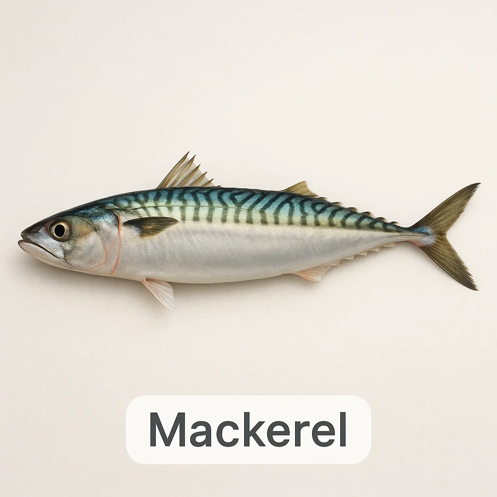 Mackerel