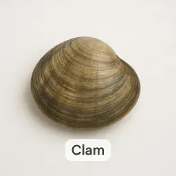 Clam