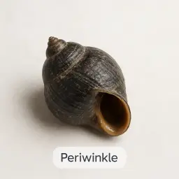 Periwinkle