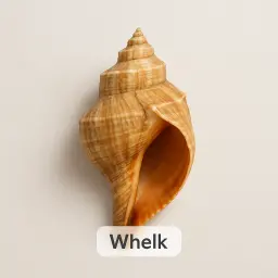 Whelk