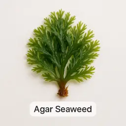 Agar Seaweed