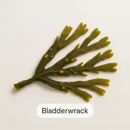 Bladderwrack