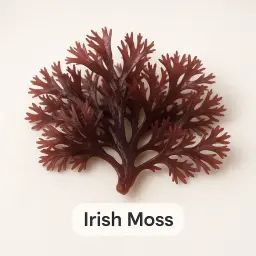 Irish Moss