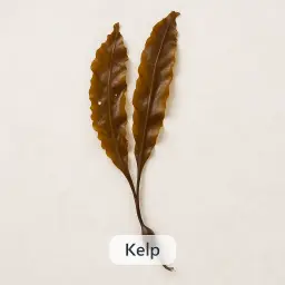 Kelp