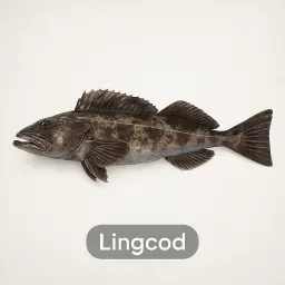 Lingcod